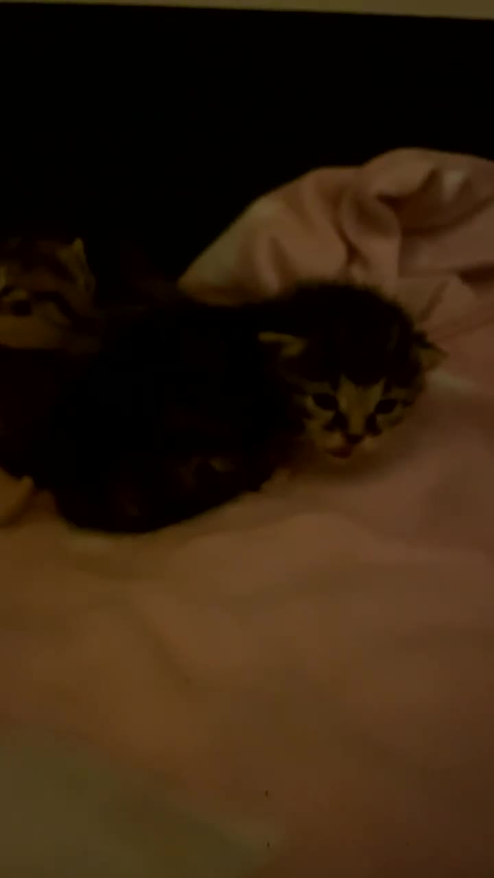 Mixed Breed cats for sale: Kittens for sale - Video 4