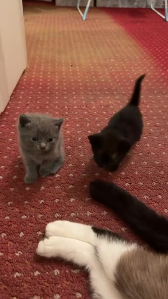 Brazilian Shorthair cats for sale: British Short Hair/ Maine Coon Cross - Video 3