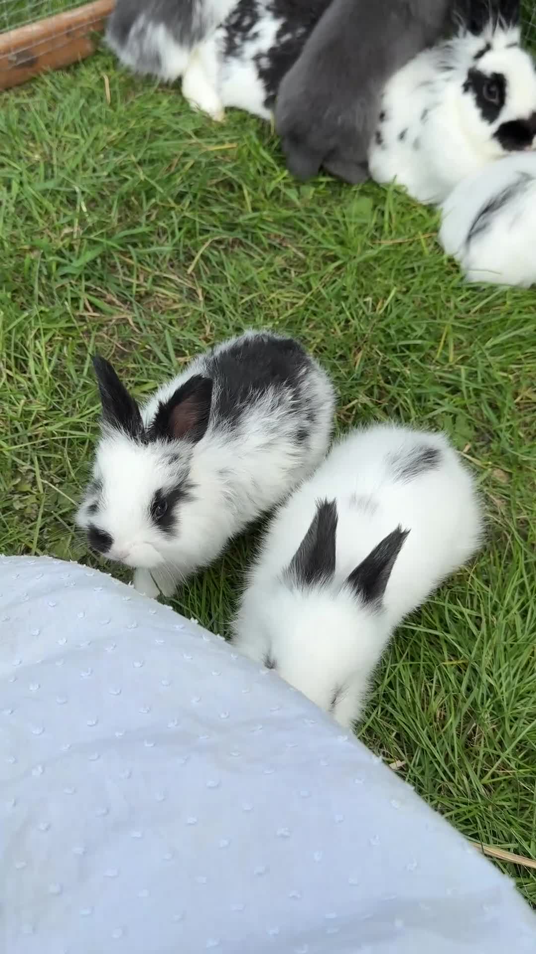 Angora rabbits for sale: Angora x bunnies 8 weeks old  - Video 1