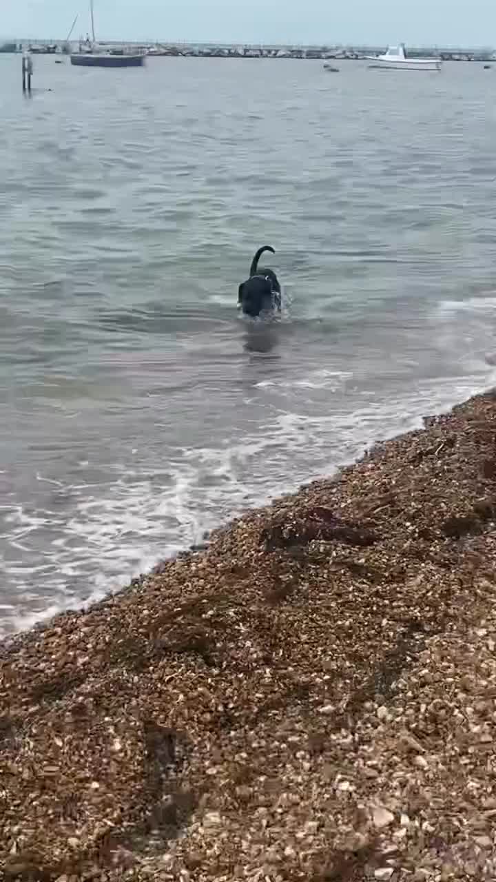 Cane Corso dogs for sale: Cane corsos puppies  - Video 4