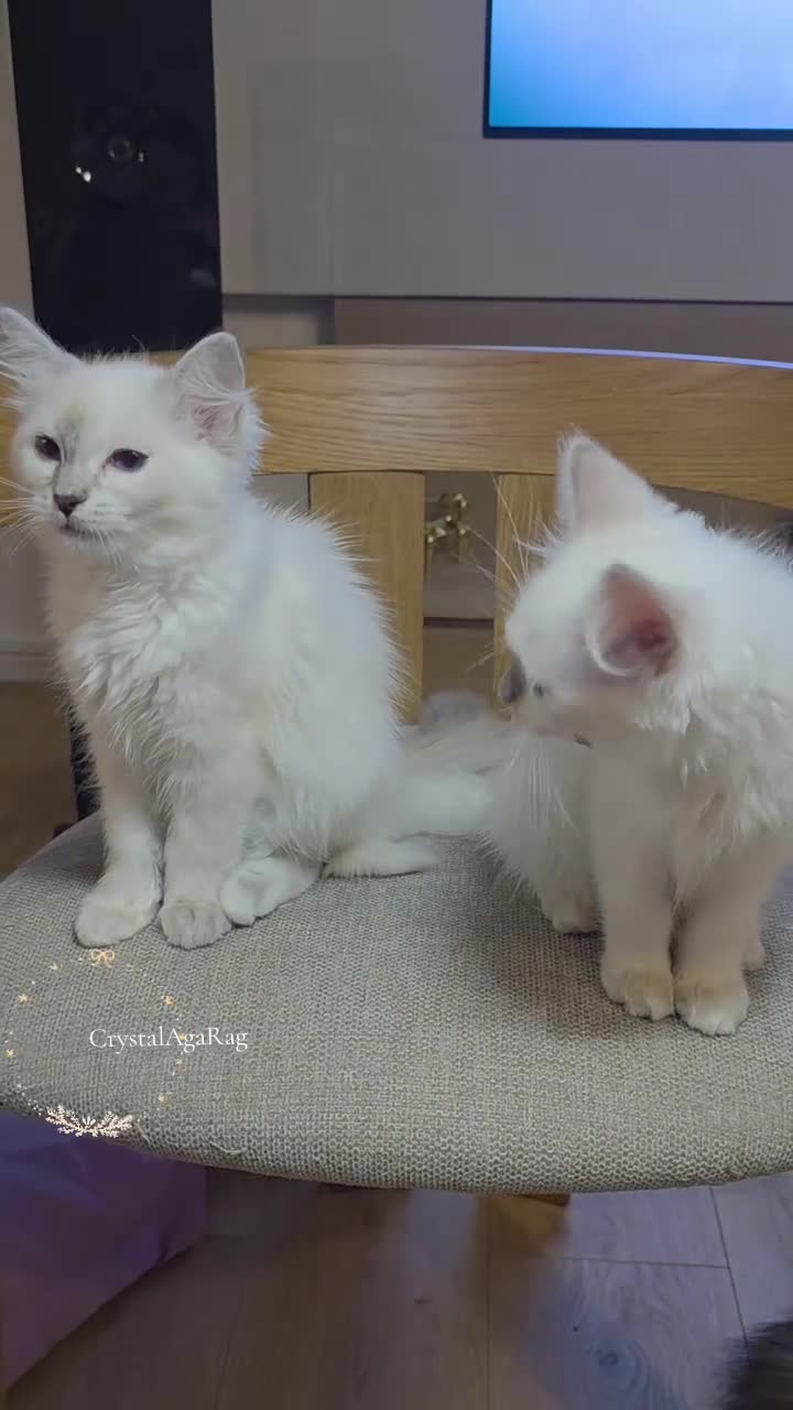 Ragdoll cats for sale: ✨ TORTIE ONE LEFT|CHAMPTION LINE|LITTER GCCF&TICA✨ - Video 4