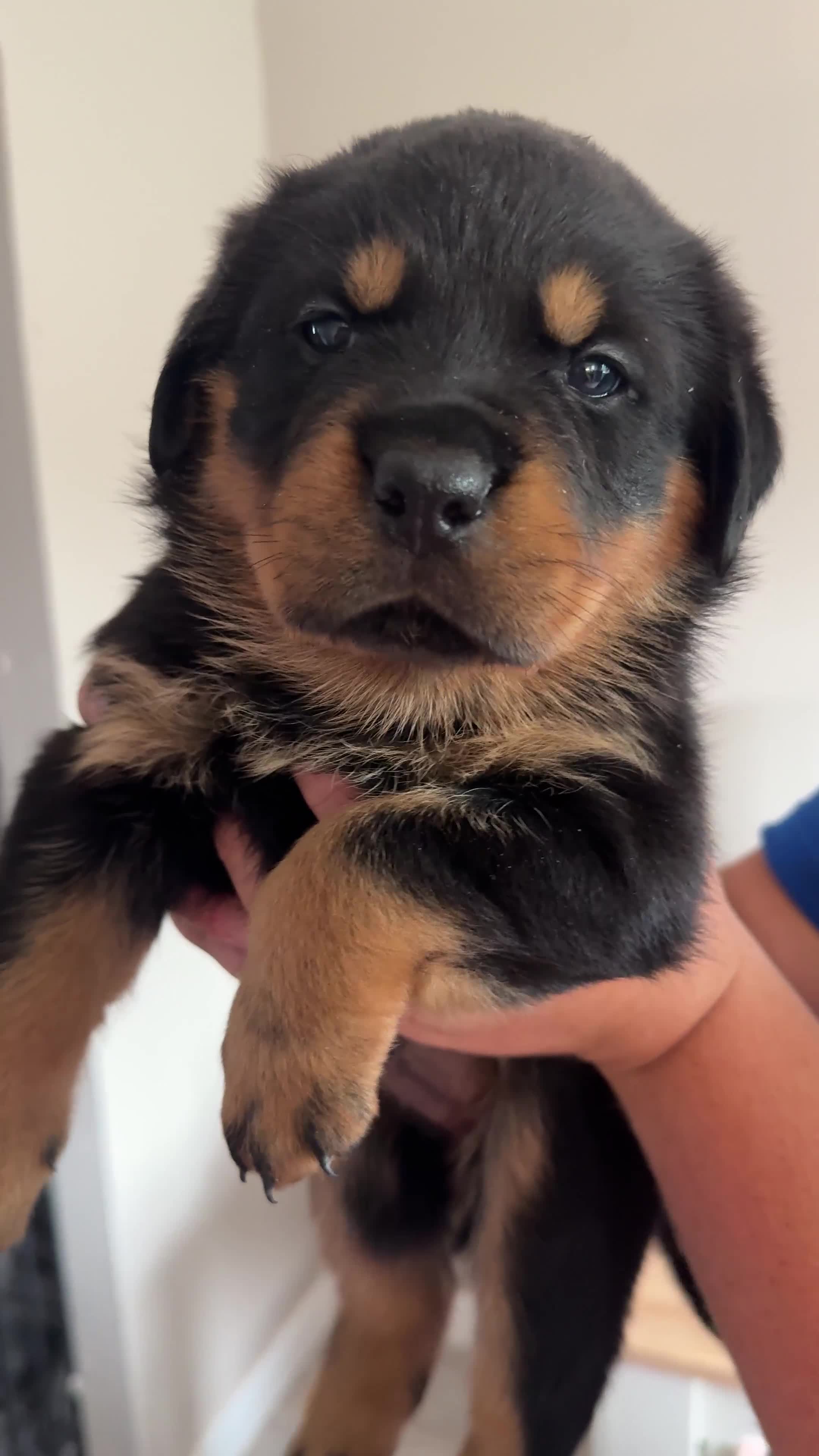 Rottweiler dogs for sale:     Gorgeous Chunky Rottweiler Puppies  - Video 2