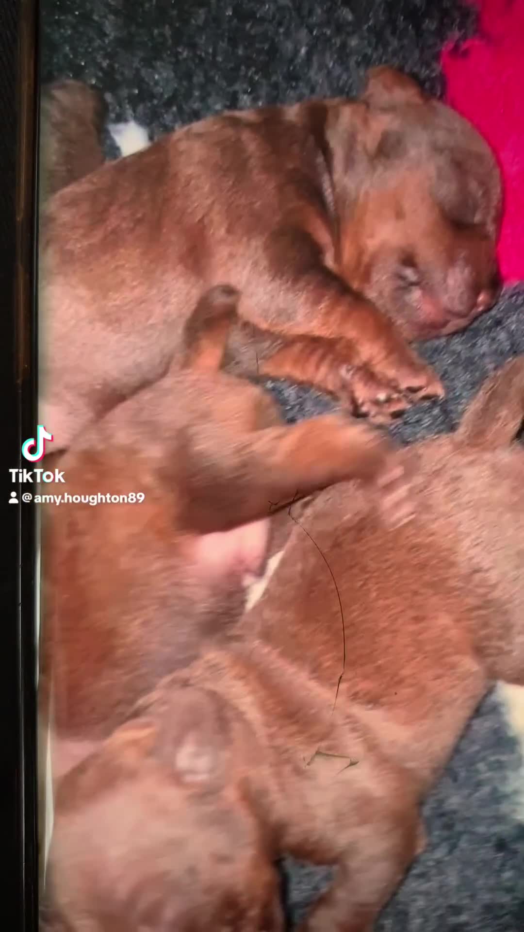 Patterdale Terrier dogs for sale: chocolate patterdale terriers  - Video 2