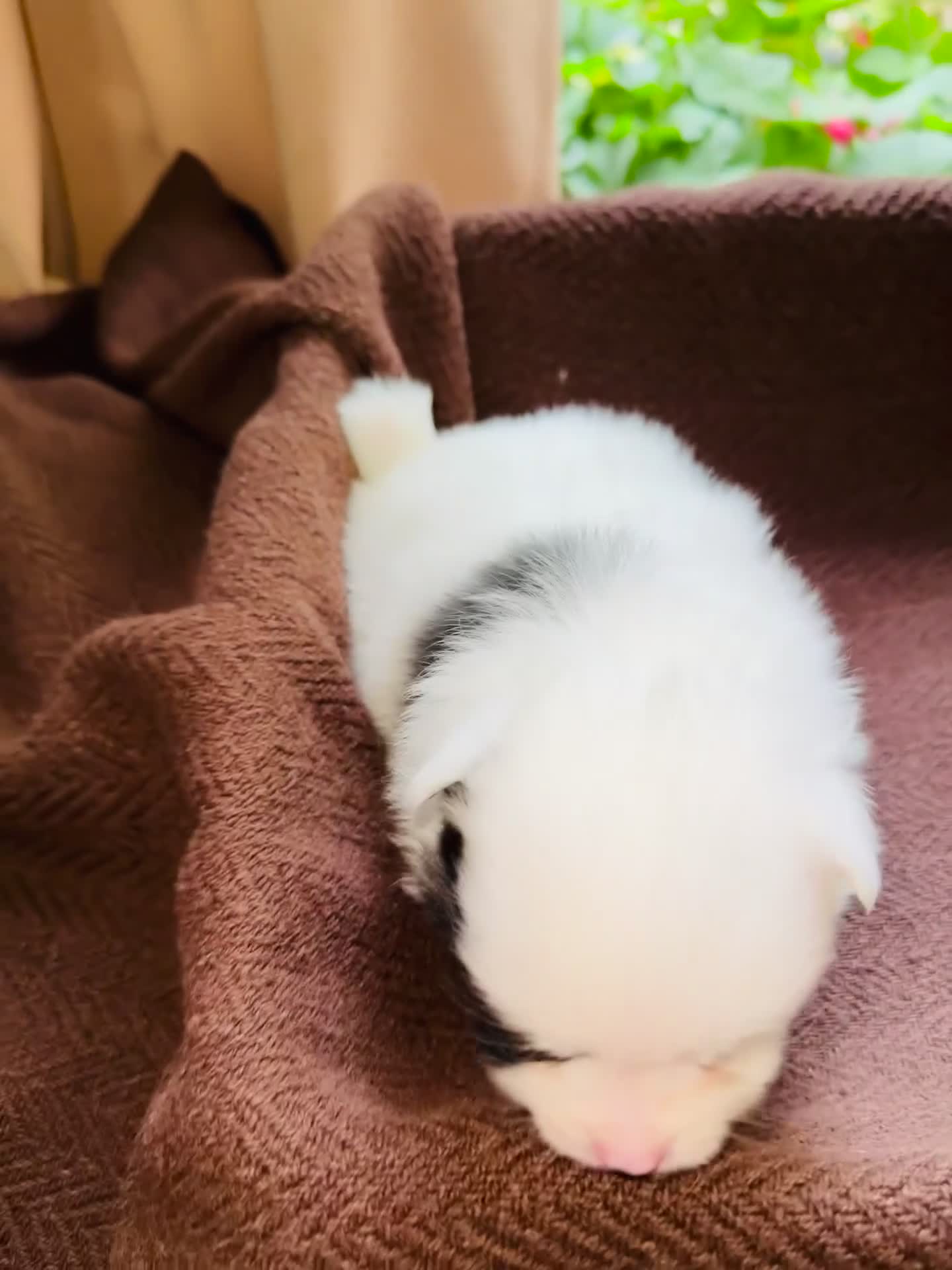 Pomeranian dogs for sale: Cute Pomeranian Puppies Looking for loving home - Video 4