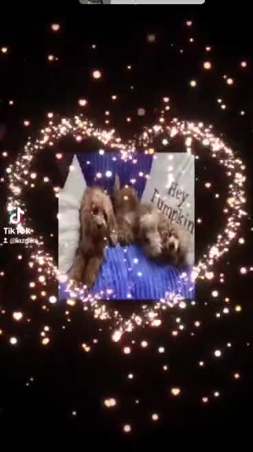 Maltipoo dogs for sale: red toy maltipoos, only 1 little boys left. - Video 2