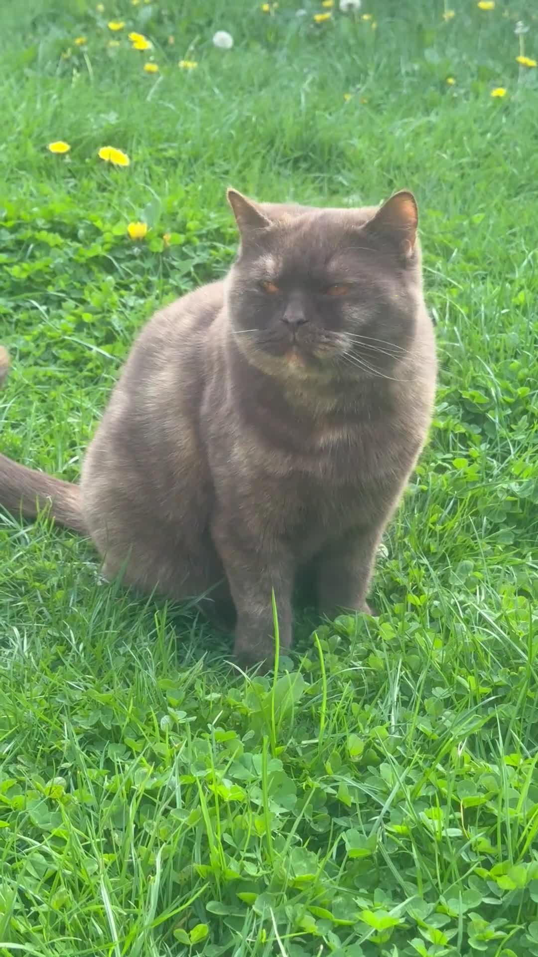 British Shorthair cats for sale: BSH Chocolate Tortie girl - Video 1