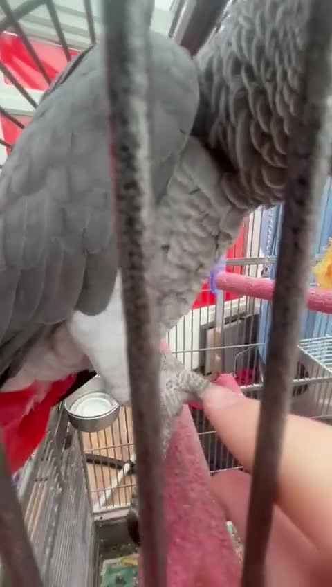 Parrots birds for sale: African grey in Nottingham - Video 1