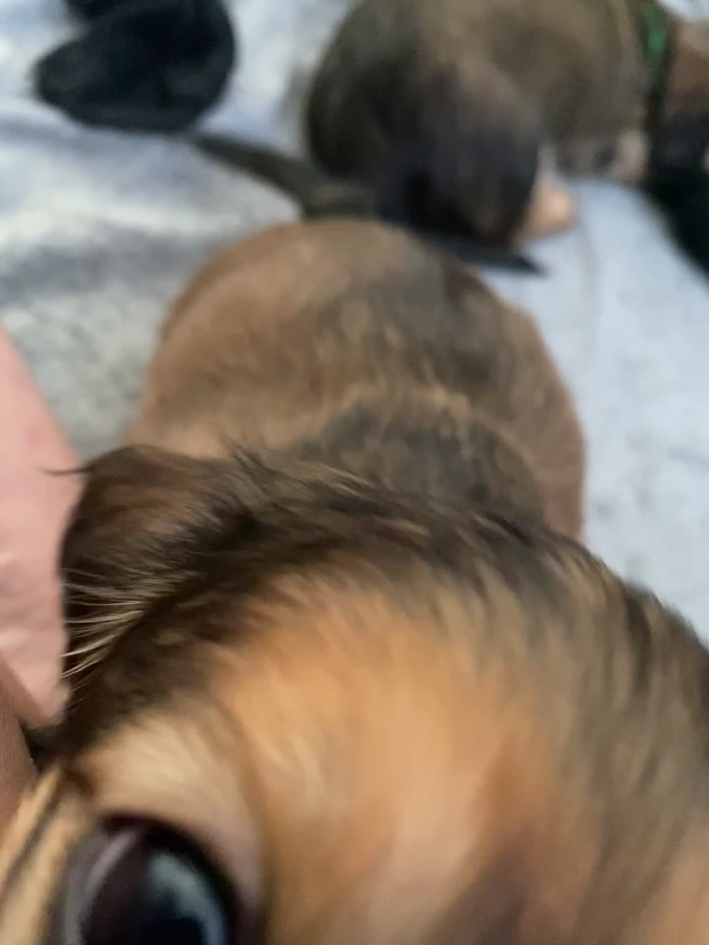 Miniature Dachshund dogs for sale: 6 miniature longhaired dachshund -  - Video 4