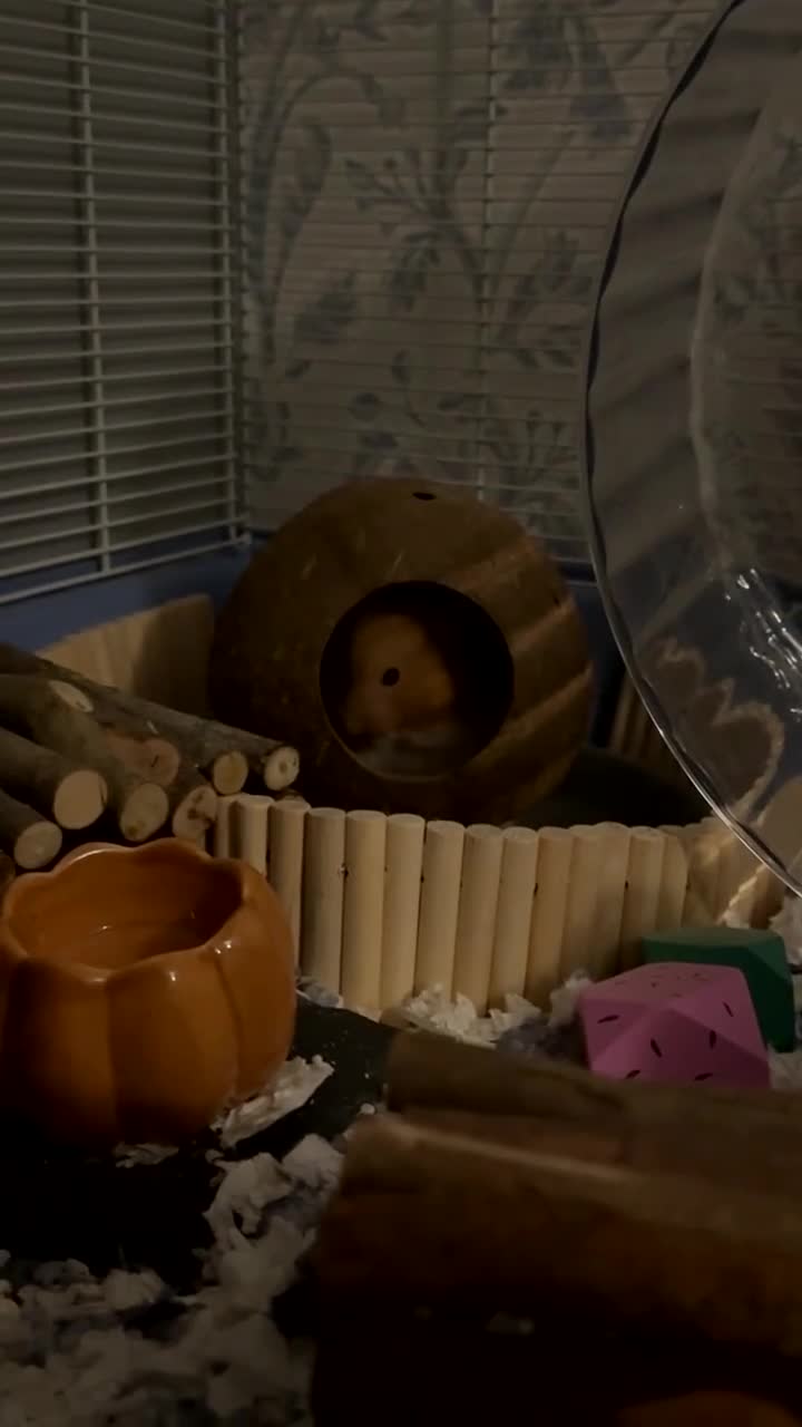 Hamster rodents for sale: Hamsters - Video 2