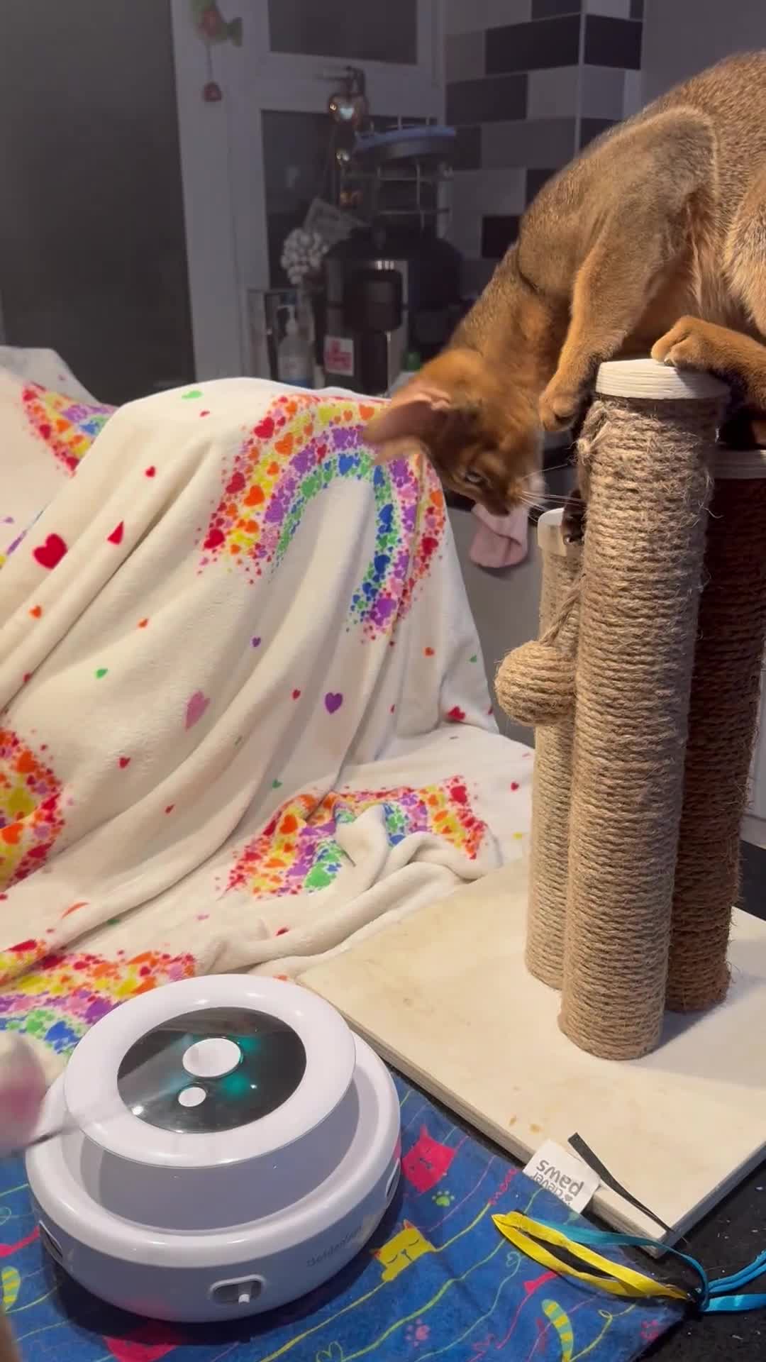 Abyssinian cats for sale: Abyssinian kittens looking for a new forever home - Video 2