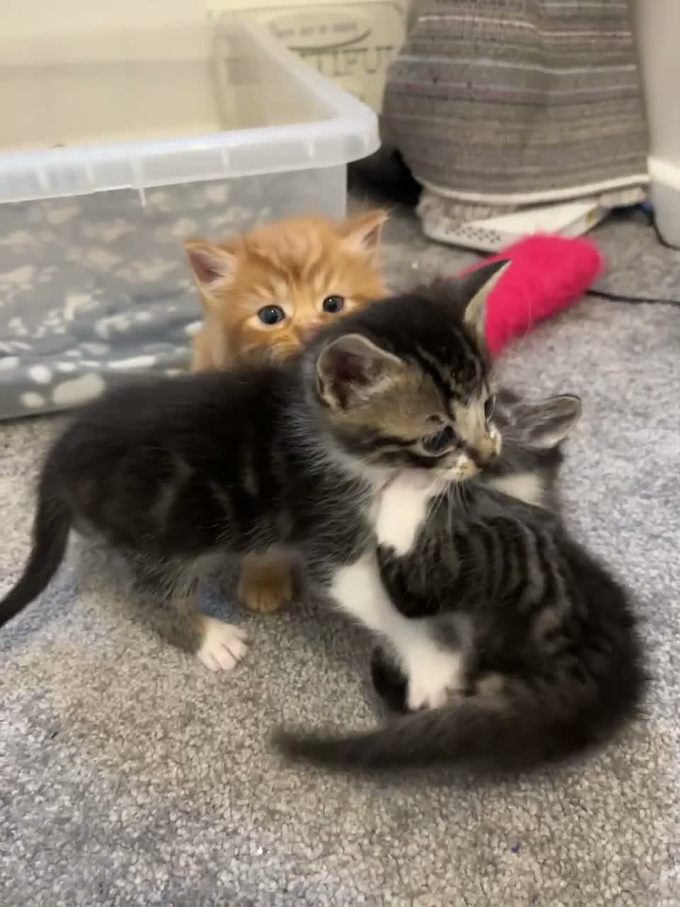 Mixed Breed cats for sale: Beautiful tabby kittens - Video 2