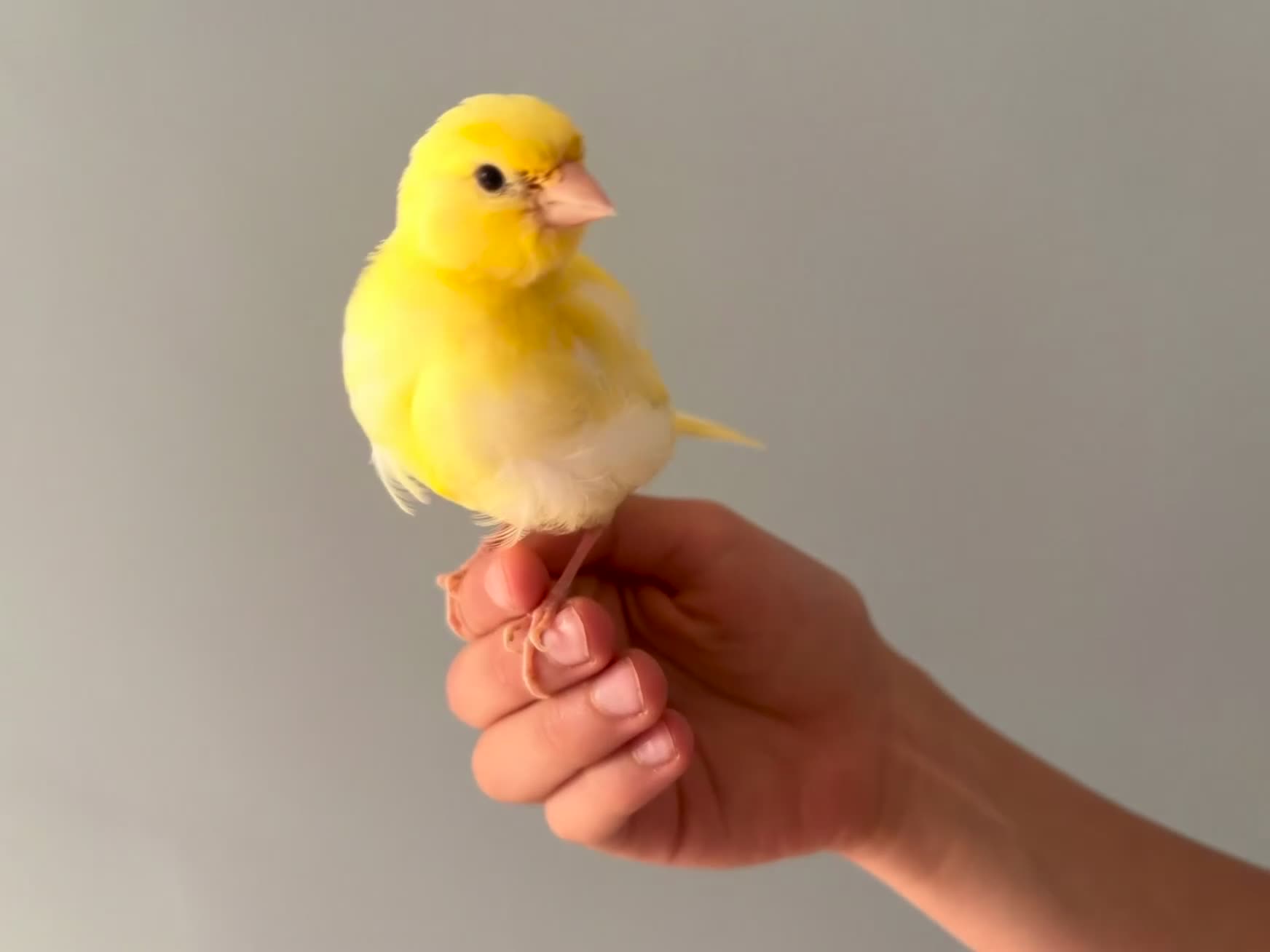 Canaries birds for sale: Yellow baby hand tamed canary - Video 1