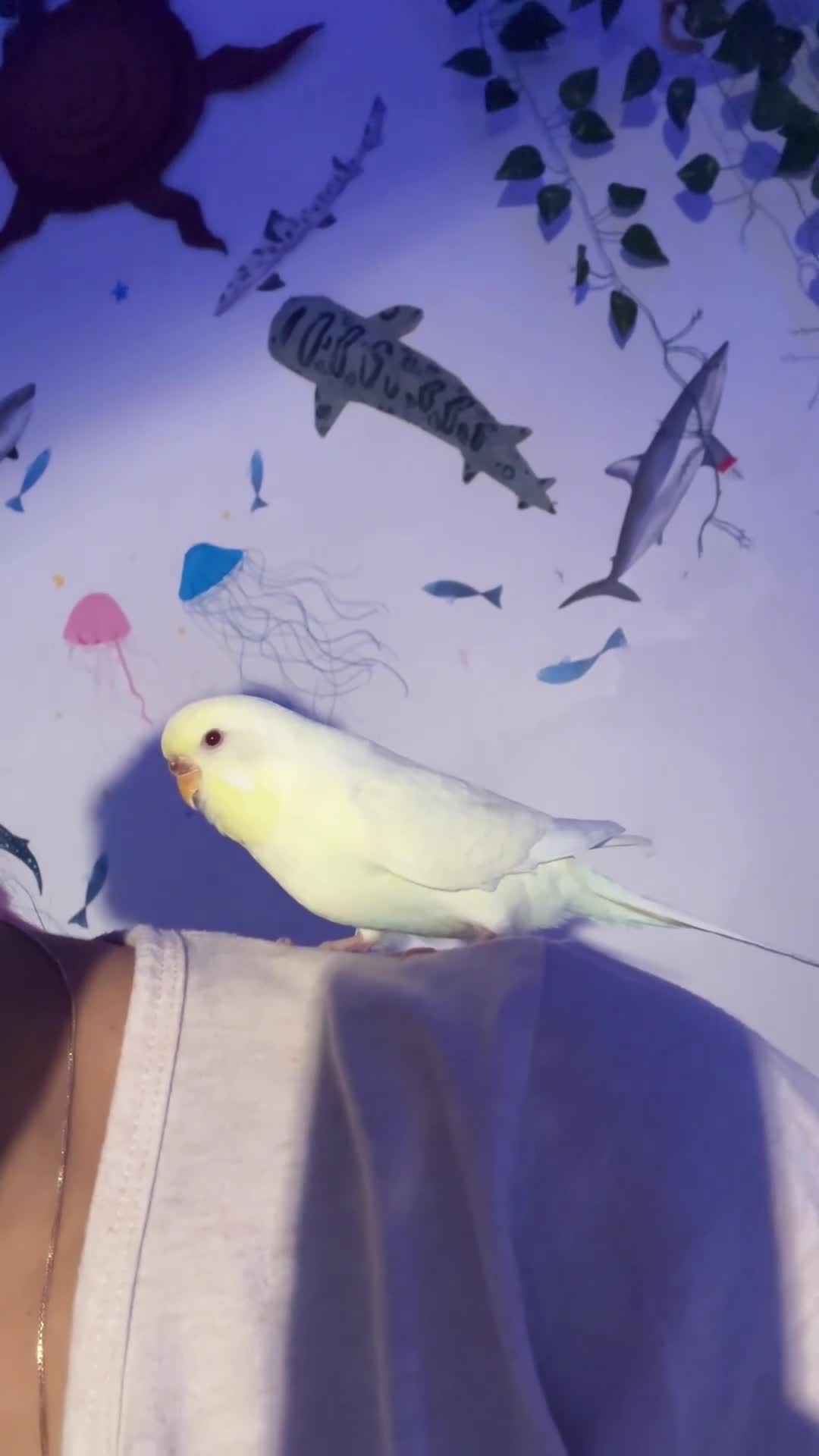 Budgerigars birds for sale: bonded budgie pair in Liverpool - Video 1