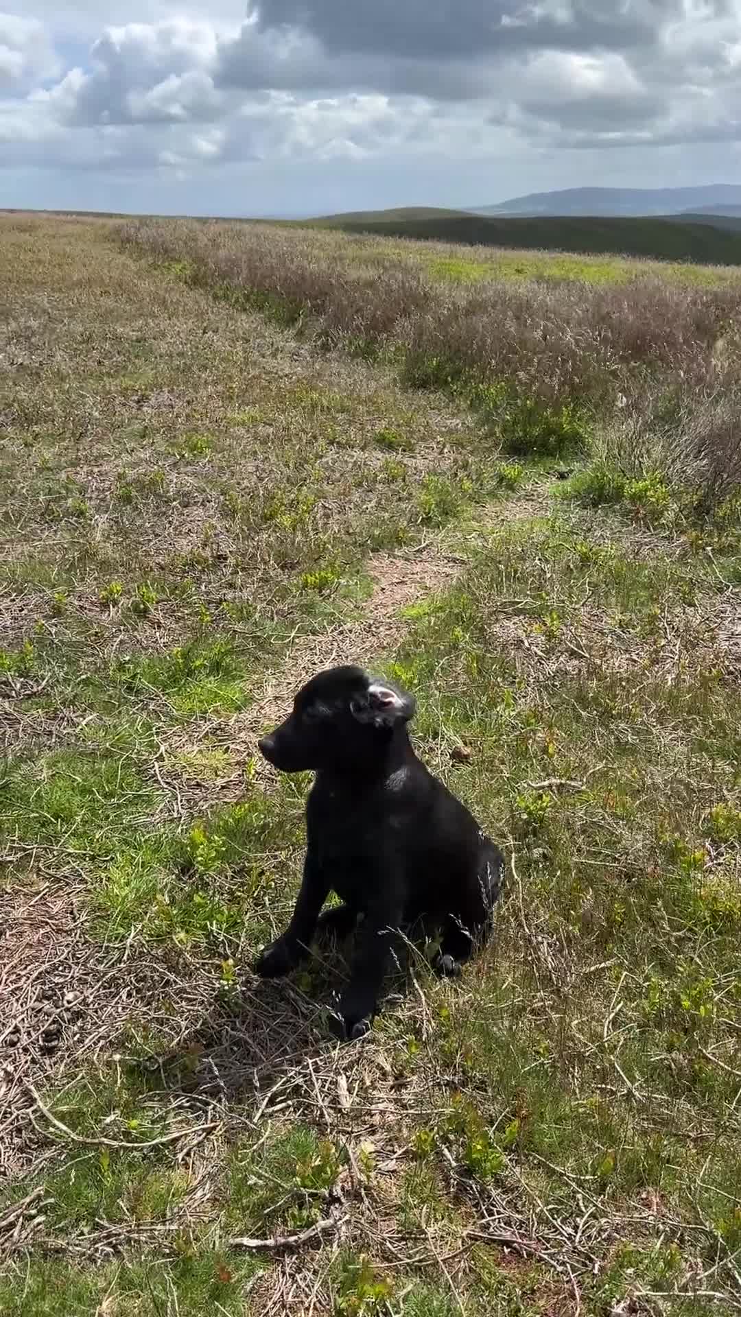 Labrador Retriever dogs for sale: Exceptional KC Reg Labrador Puppies For Sale! - Video 1