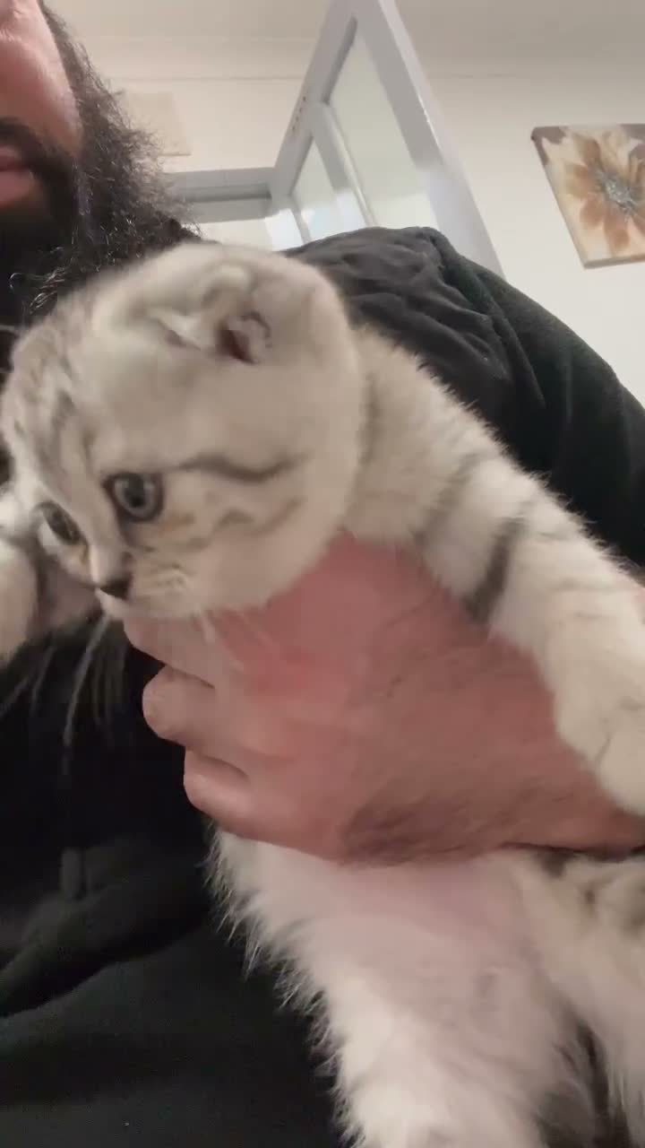Scottish Fold cats for sale: Beautiful CAT for sale - Video 3