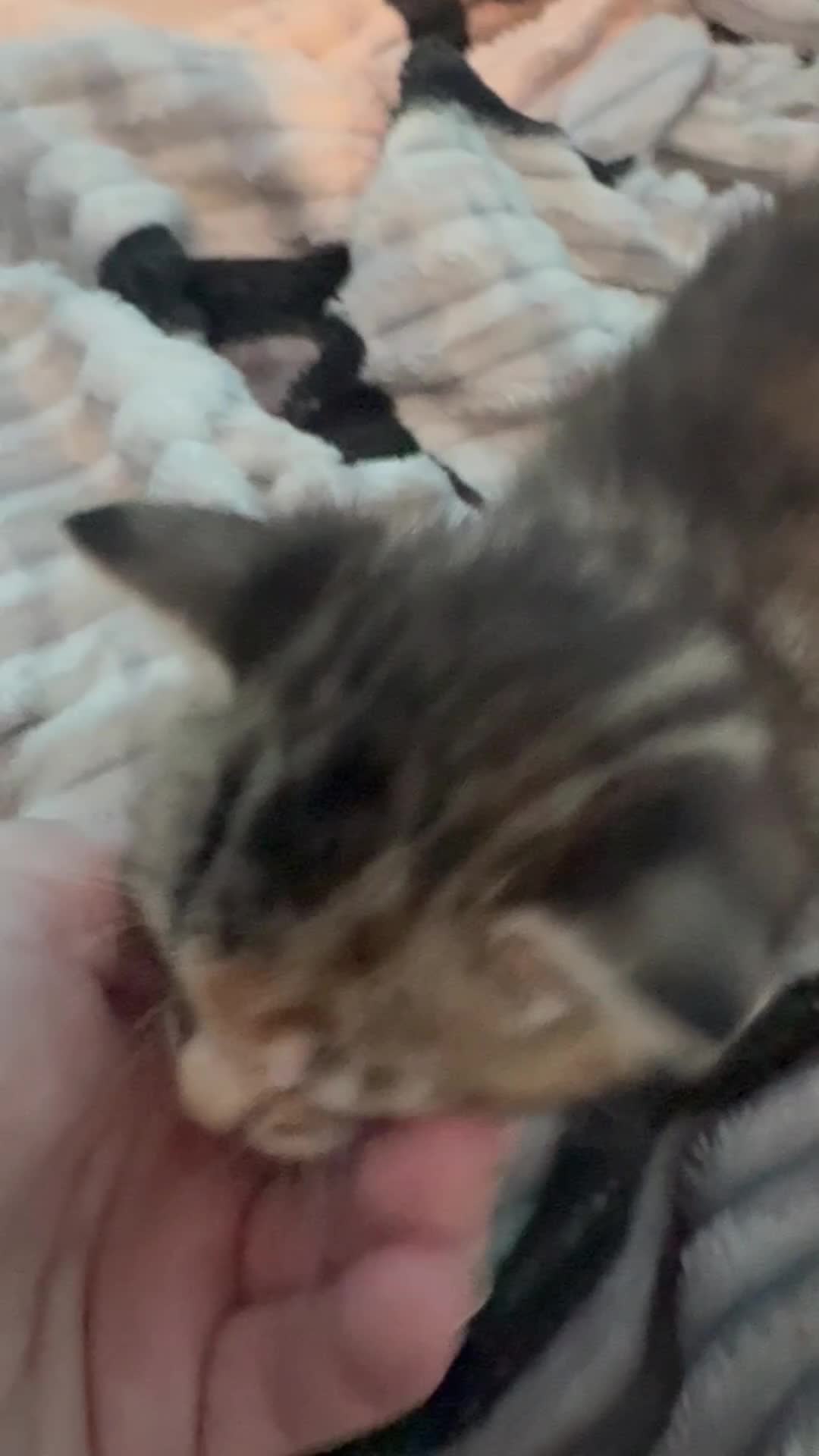 Bengal cats for sale: Benign cross main  coon cross bengal  - Video 1