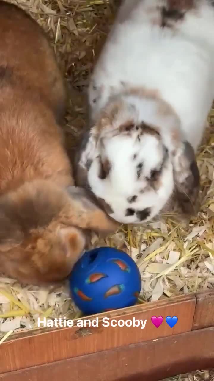 Mini Lop rabbits for sale: Rabbits looking for loving homes! - Video 1