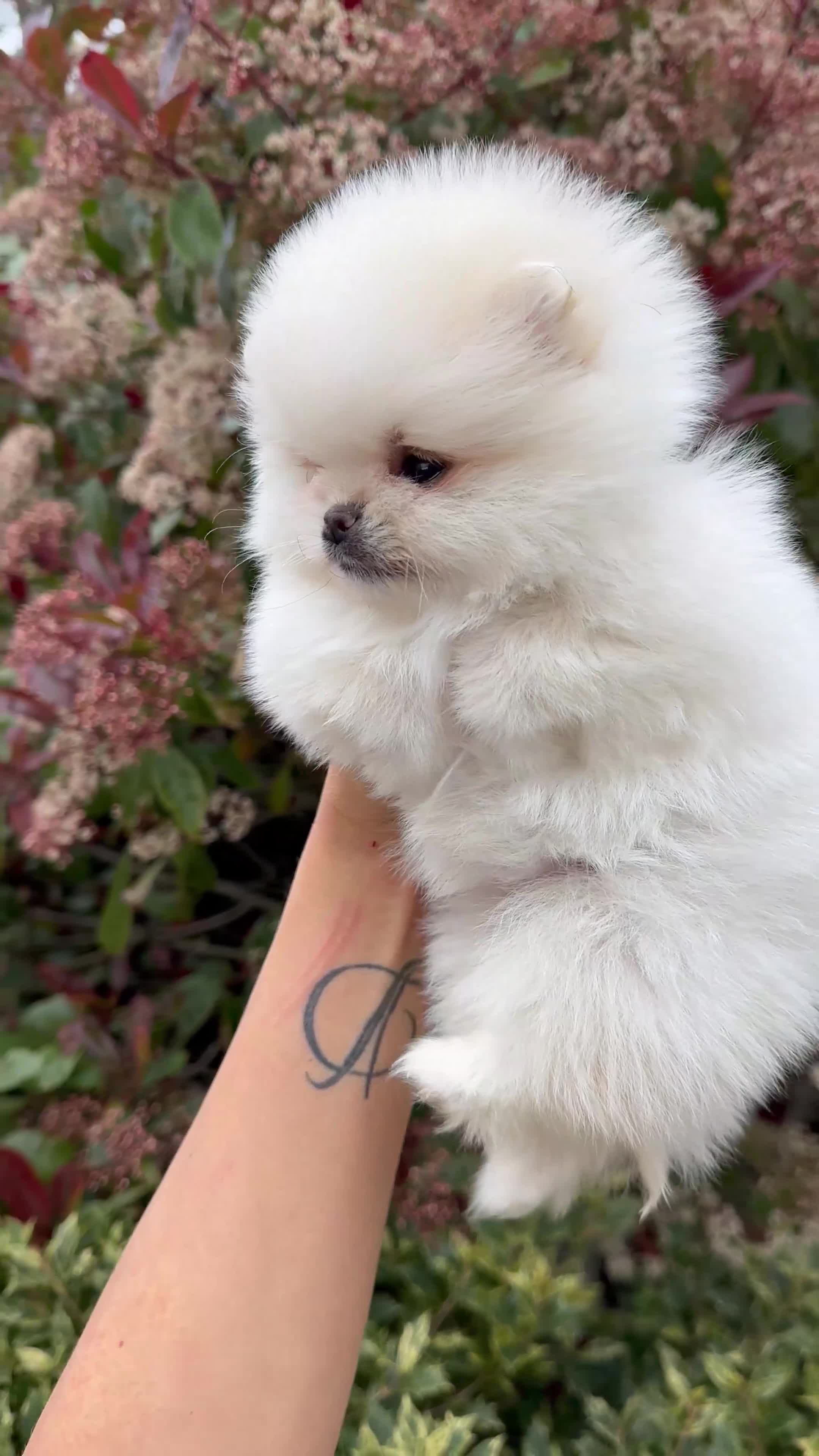 Pomeranian dogs for sale: 💎TeddyBear Pomeranians💎 in Bishop Auckland - Video 1