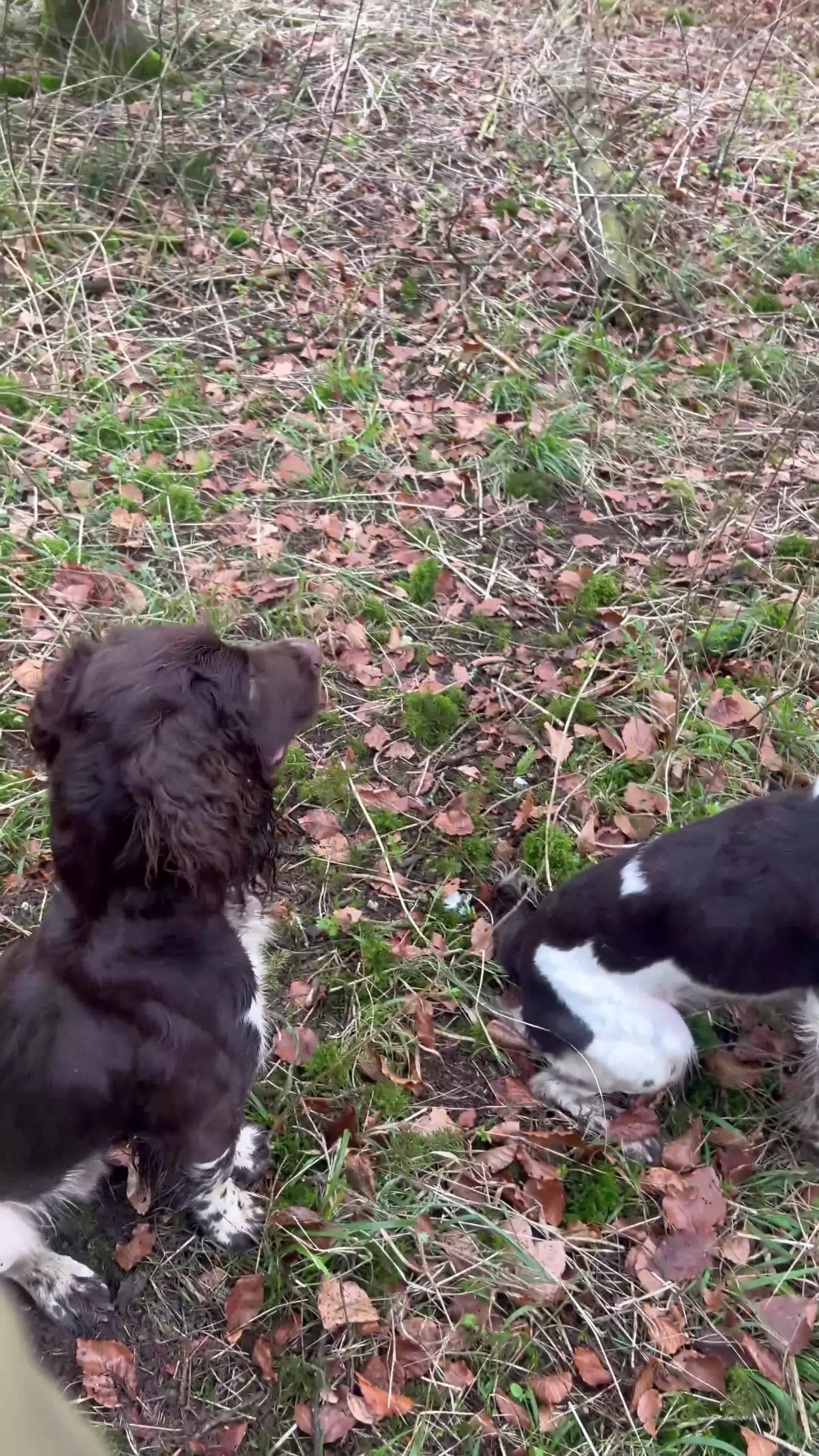 English Springer Spaniel dogs for stud: Fully health tested stud, Pippenmoor Red Flame - Video 1