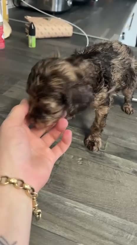 Cockapoo dogs for sale: F2 cockerpoo puppys - Video 3