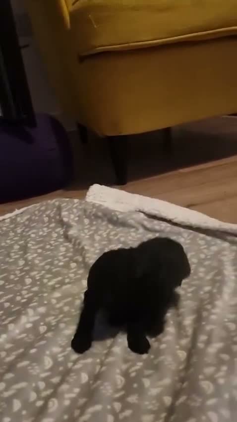 Maltipoo dogs for sale: lola mum - Video 3
