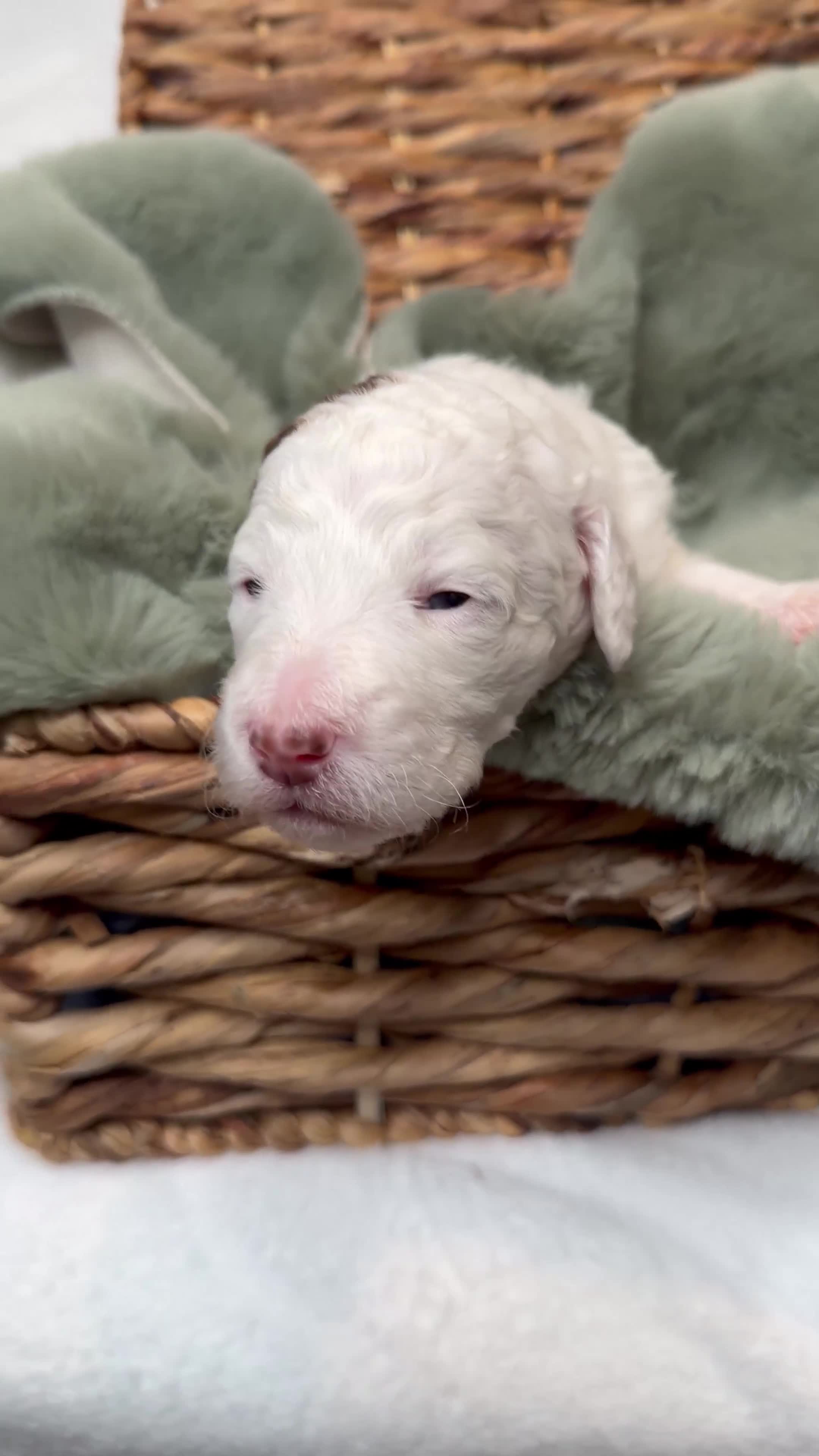 Bernedoodle dogs for sale: Miniature Bernedoodle Puppies - Video 5