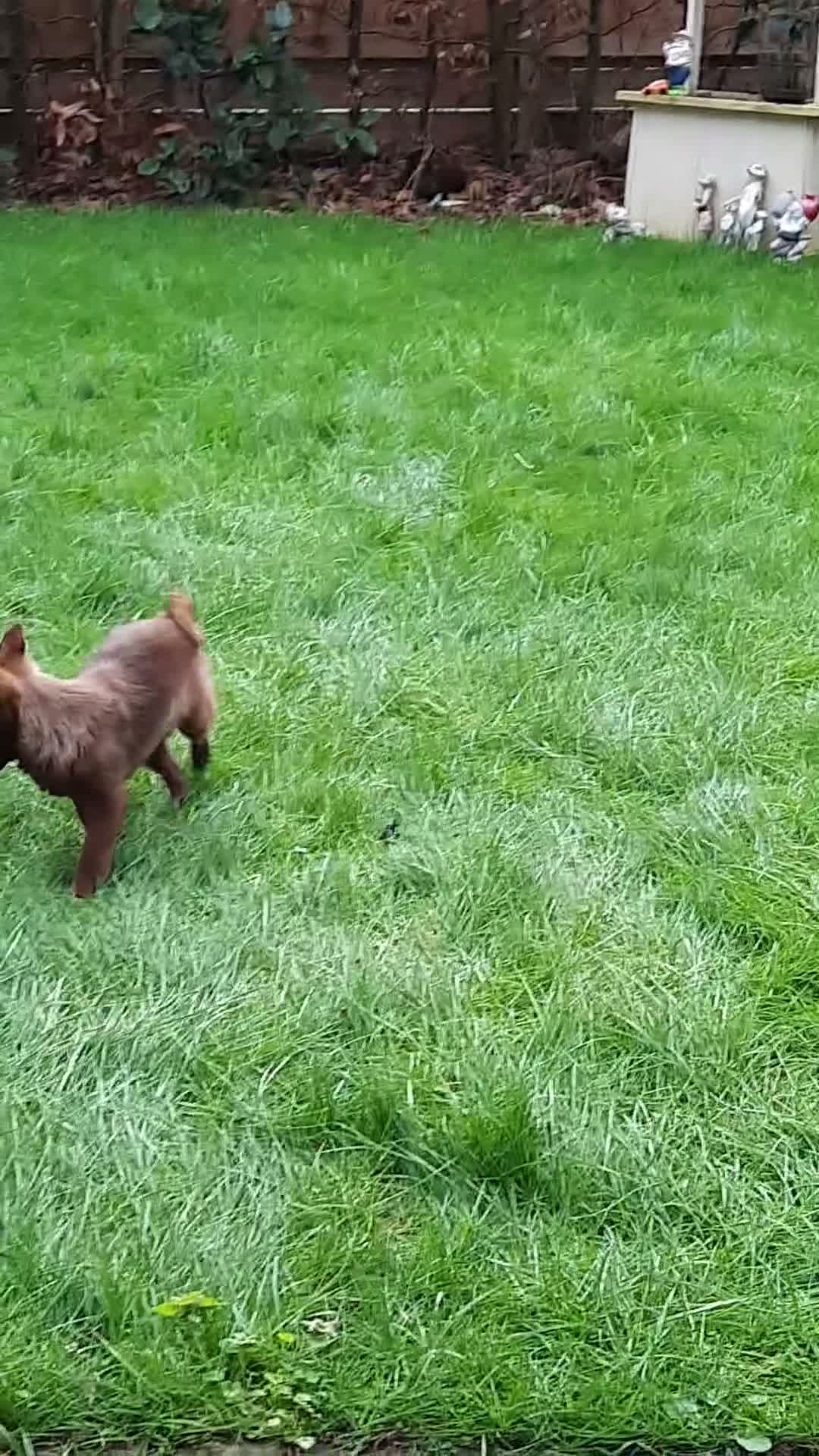 Pomsky dogs for stud: Pomsky red toy breed - Video 1