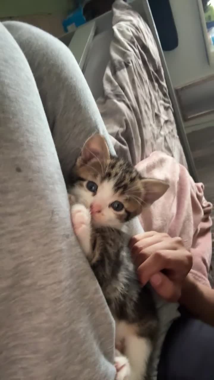 Mixed Breed cats for sale: 4 beautiful kittens  - Video 4