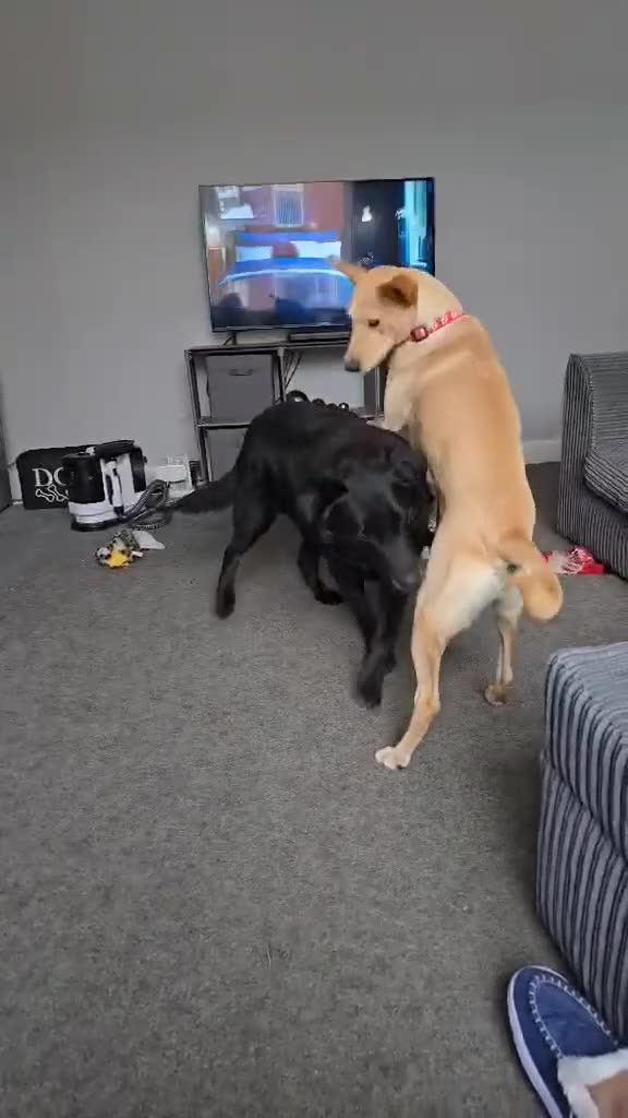 Mixed Breed dogs for adoption: Amber is looking for her forever home - Video 2