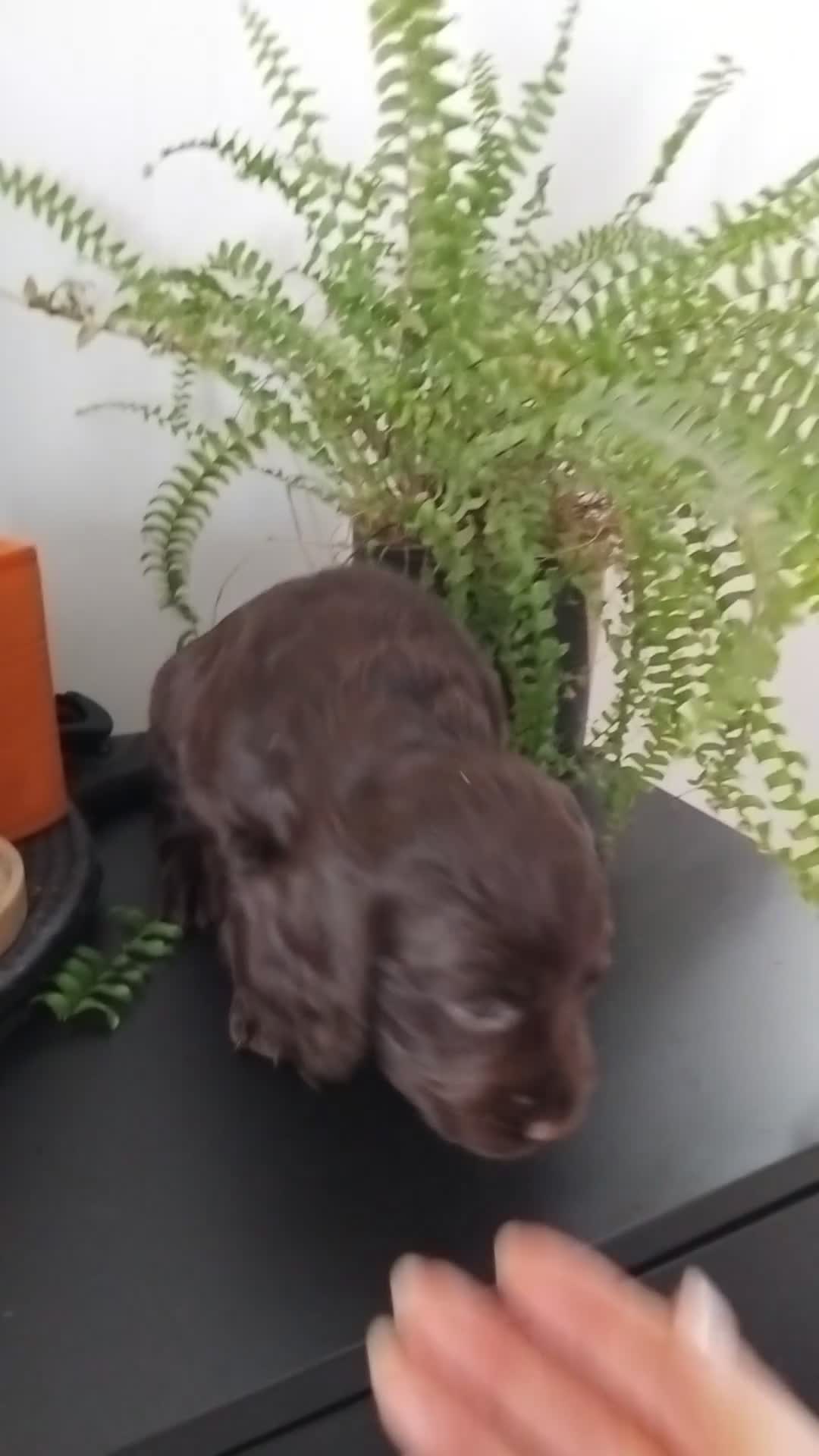 Cockapoo dogs for sale: 🐾 Beautiful Cockapoo Puppies 🐾75%cocker25%poodle - Video 5