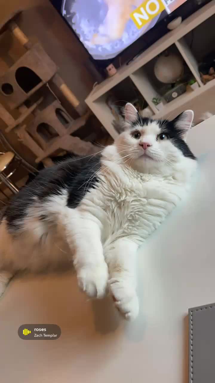 Maine Coon cats for sale: Maincoon mix for rehome - Video 1