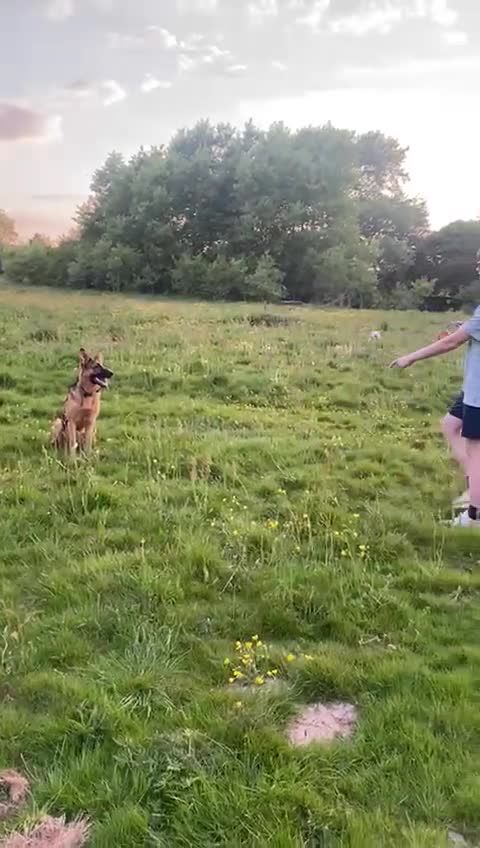 German Shepherd dogs for sale: 11 month German shepard - Video 2