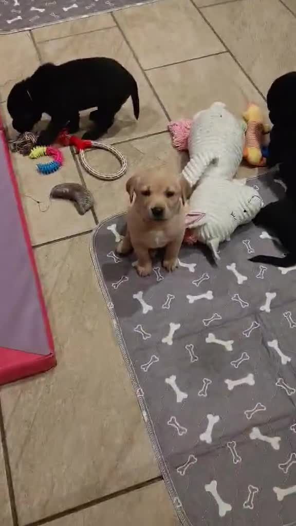 Labrador Retriever dogs for sale: Exceptional Home Raised Labrador Puppies in Nottingham - Video 1