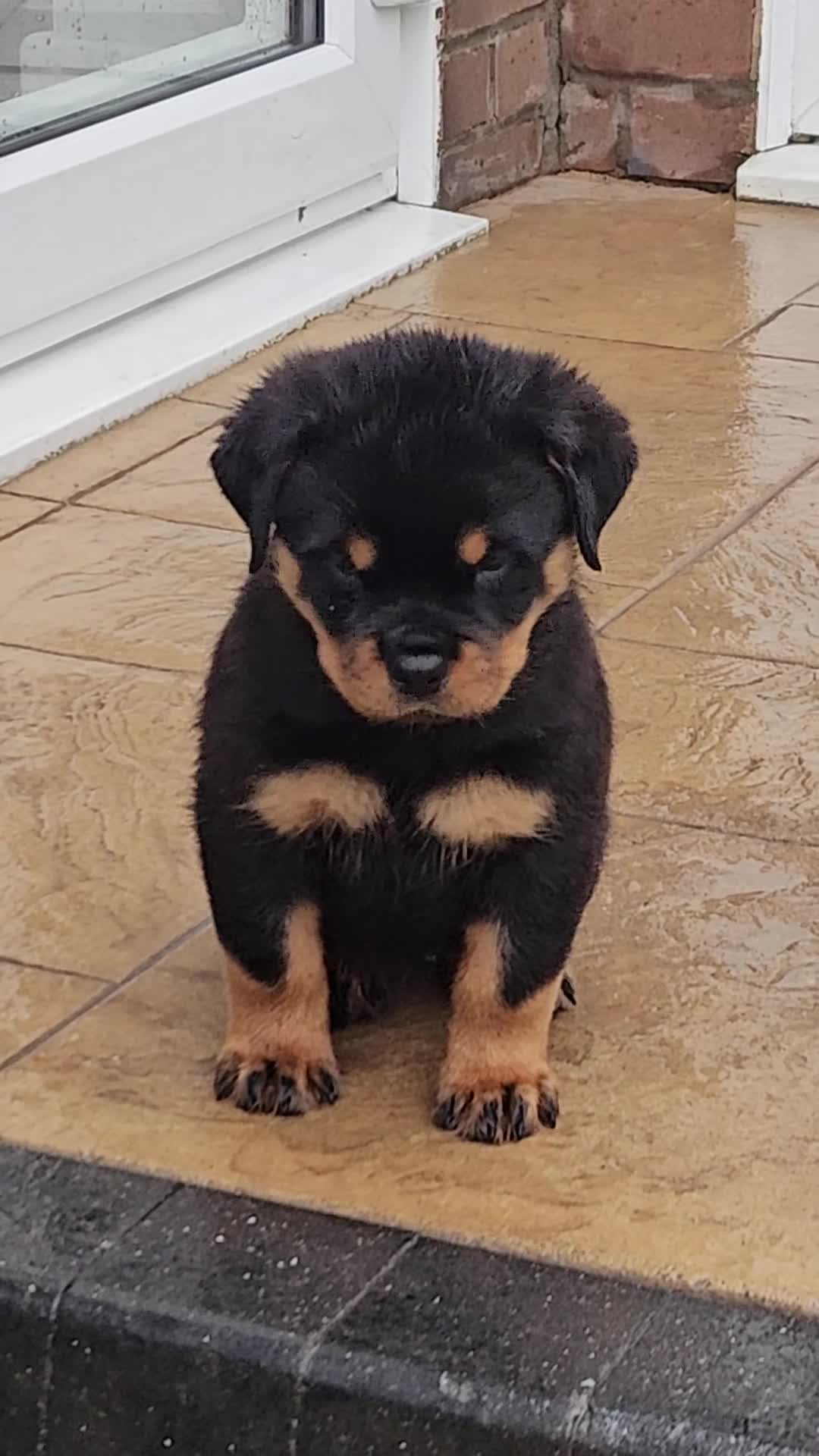 Rottweiler dogs for sale: Suberbly Bred KC Registered Rottweiler Puppies  - Video 1