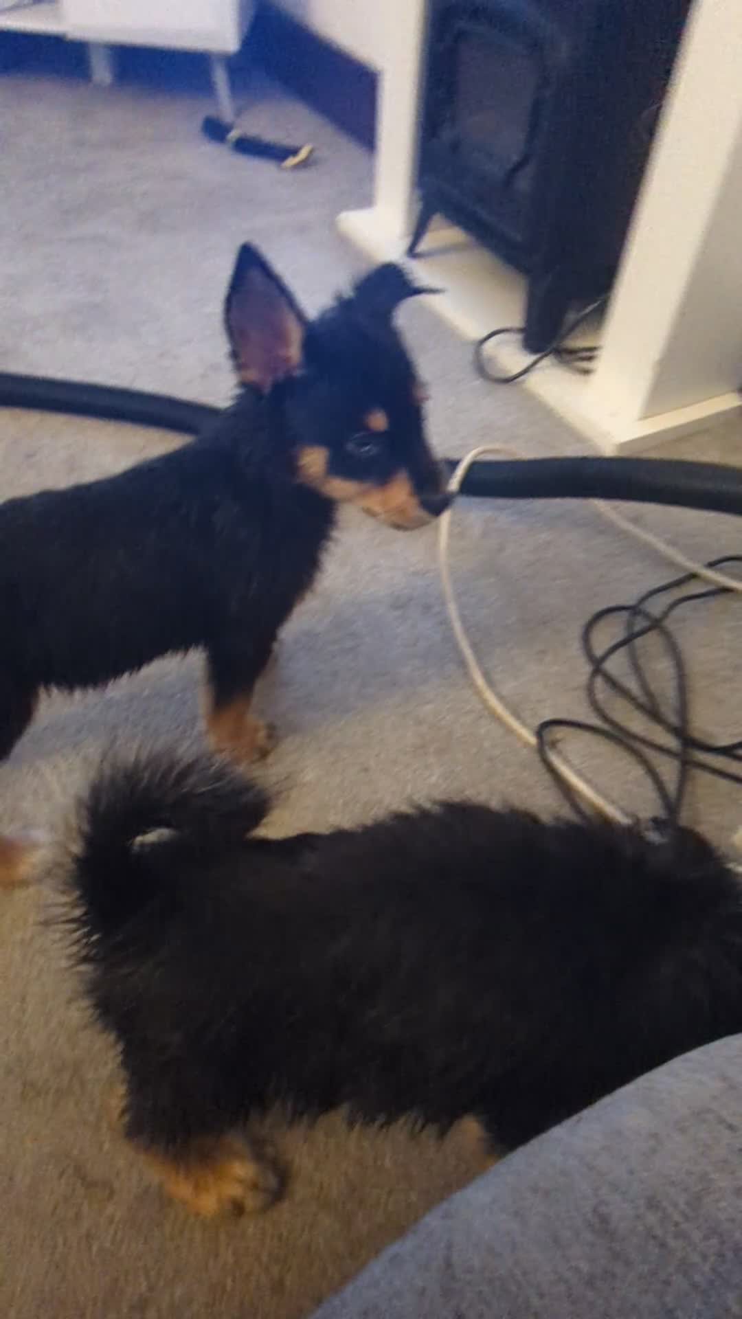 Mixed Breed dogs for sale: Rottweiler/Siberian Husky puppies - Video 2