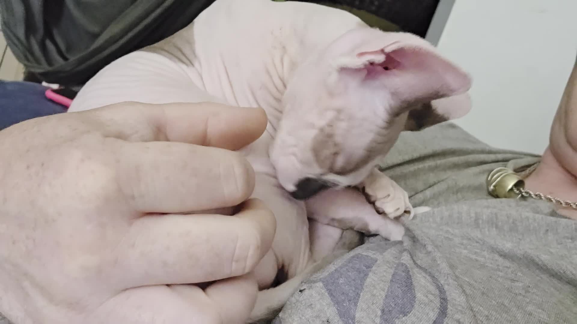 Sphynx cats for sale: Odd eyed pedigree sphynx kitten  Health Guarantee  - Video 1