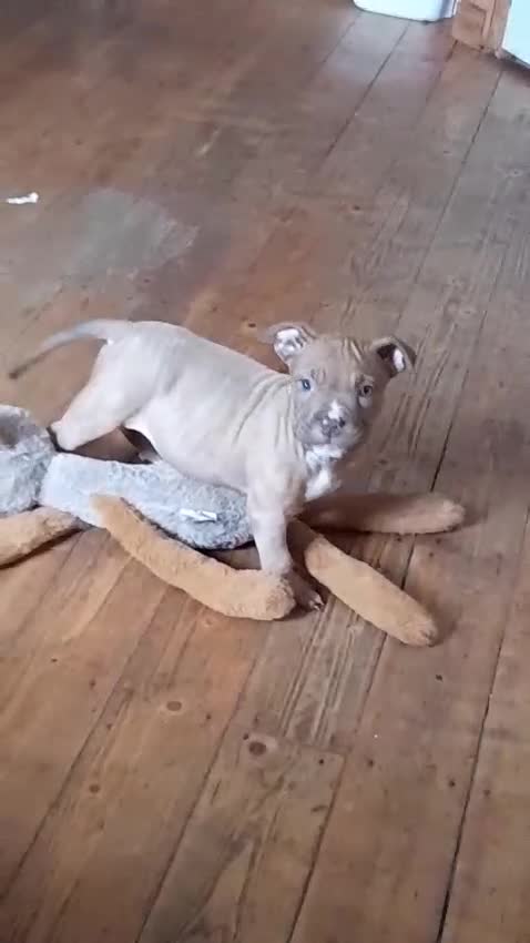 Mixed Breed dogs for sale: Staffy x bulldog puppys in Warwick - Video 1