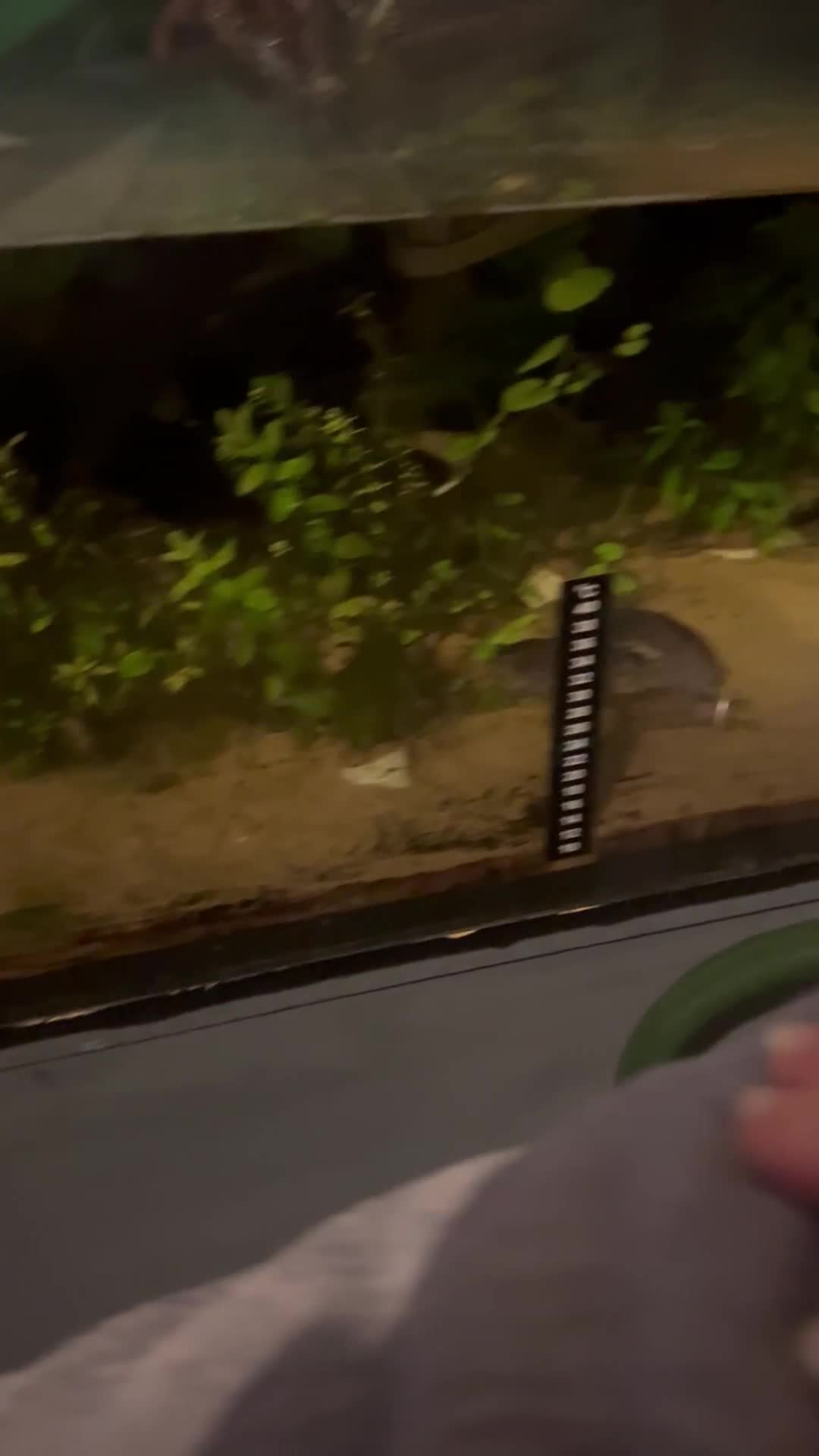 Turtle reptiles for sale: Male Turtle + tank and all filters +lighting+ food - Video 1