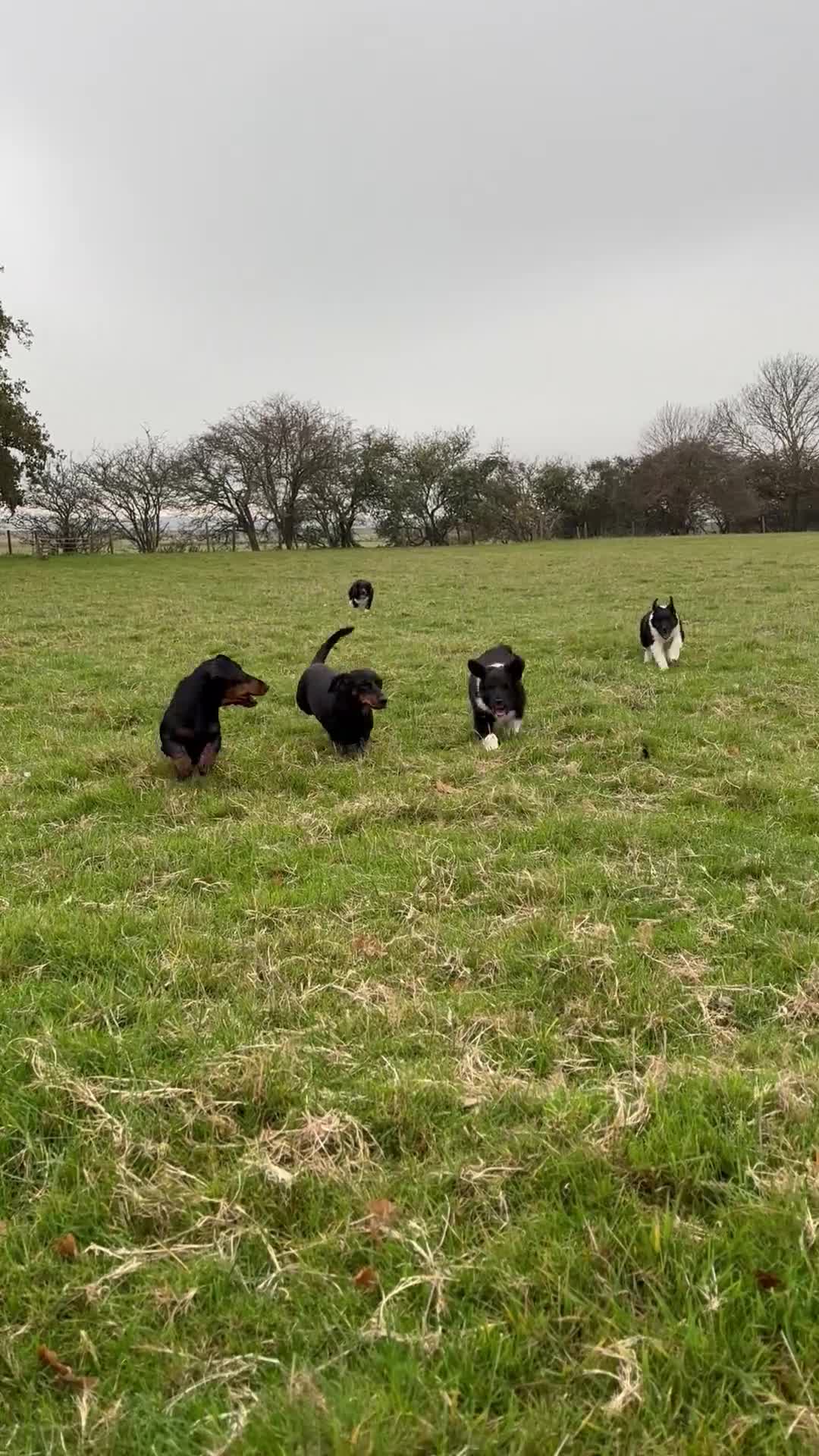 Sprollie dogs for sale: ALL PUPPIES ARE RESERVED - Video 1