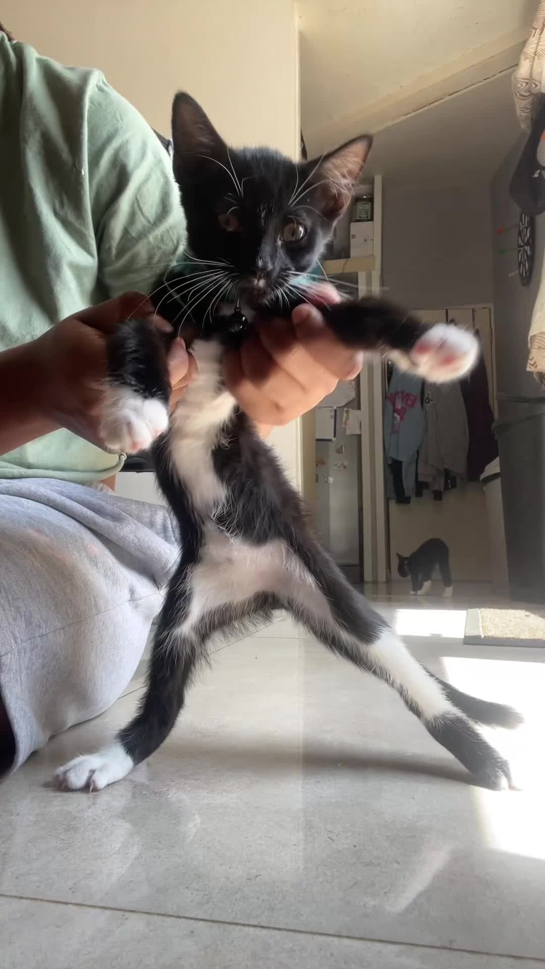 Domestic Shorthair cats for sale: Three loveable tuxes :) in Harlow - Video 1