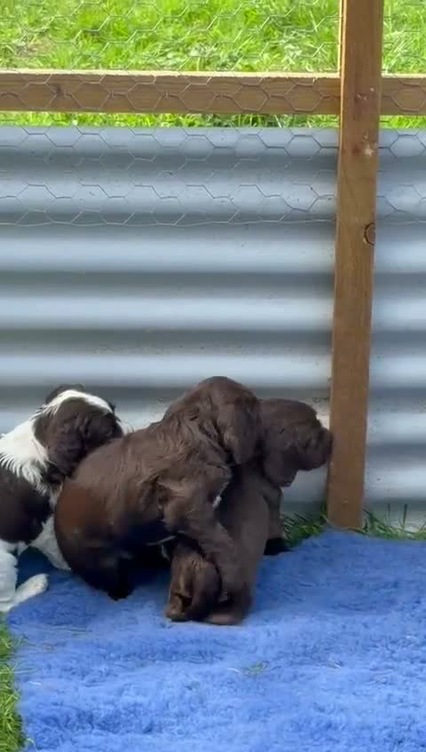 Sprocker dogs for sale: Sprocker Spaniel Puppies - Video 1