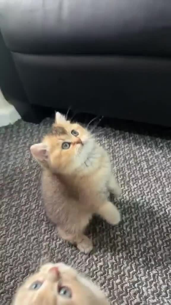 British Shorthair cats for sale: British Shorthair cats - Video 2