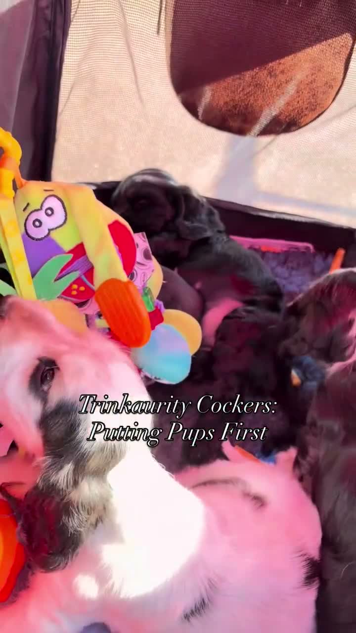 Cocker Spaniel dogs for sale: Ready Now RKC Reg DNA CLEAR Show Cocker Female in Fareham - Video 4