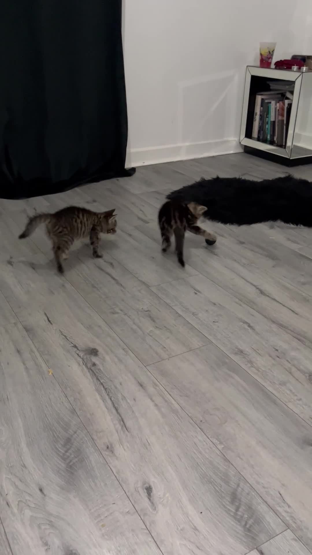 Mixed Breed cats for sale: Beautiful tabby boy 💛 - Video 2