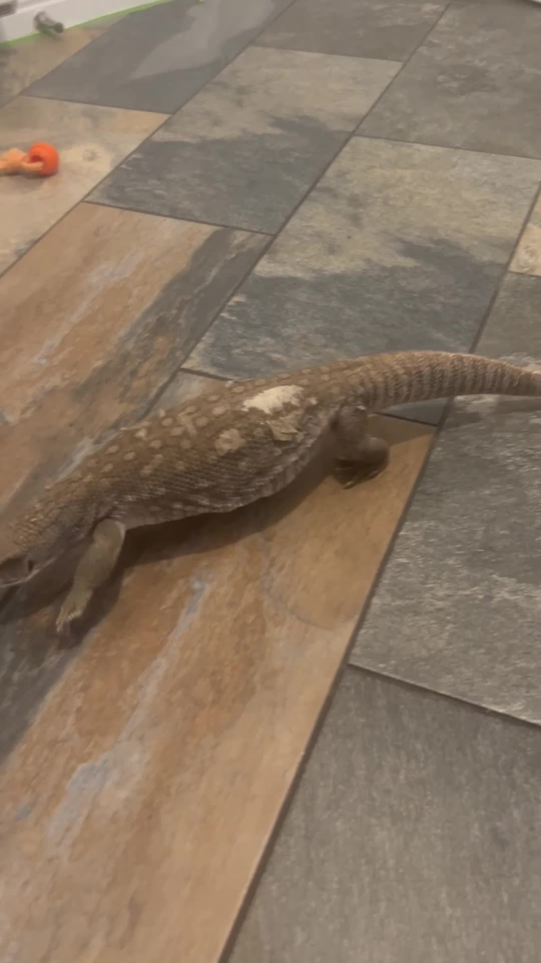 Monitor reptiles for sale: Bosc Monitor  in Basildon - Video 2