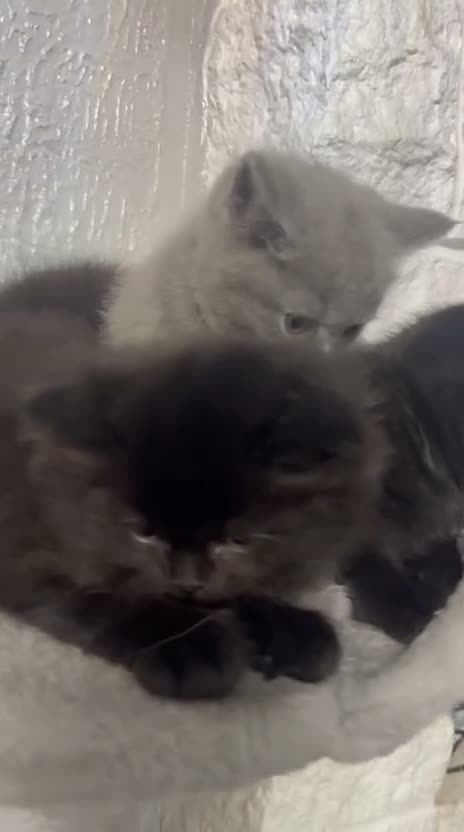 British Shorthair cats for sale: Absolutely stunning half BSH kittens - Video 1