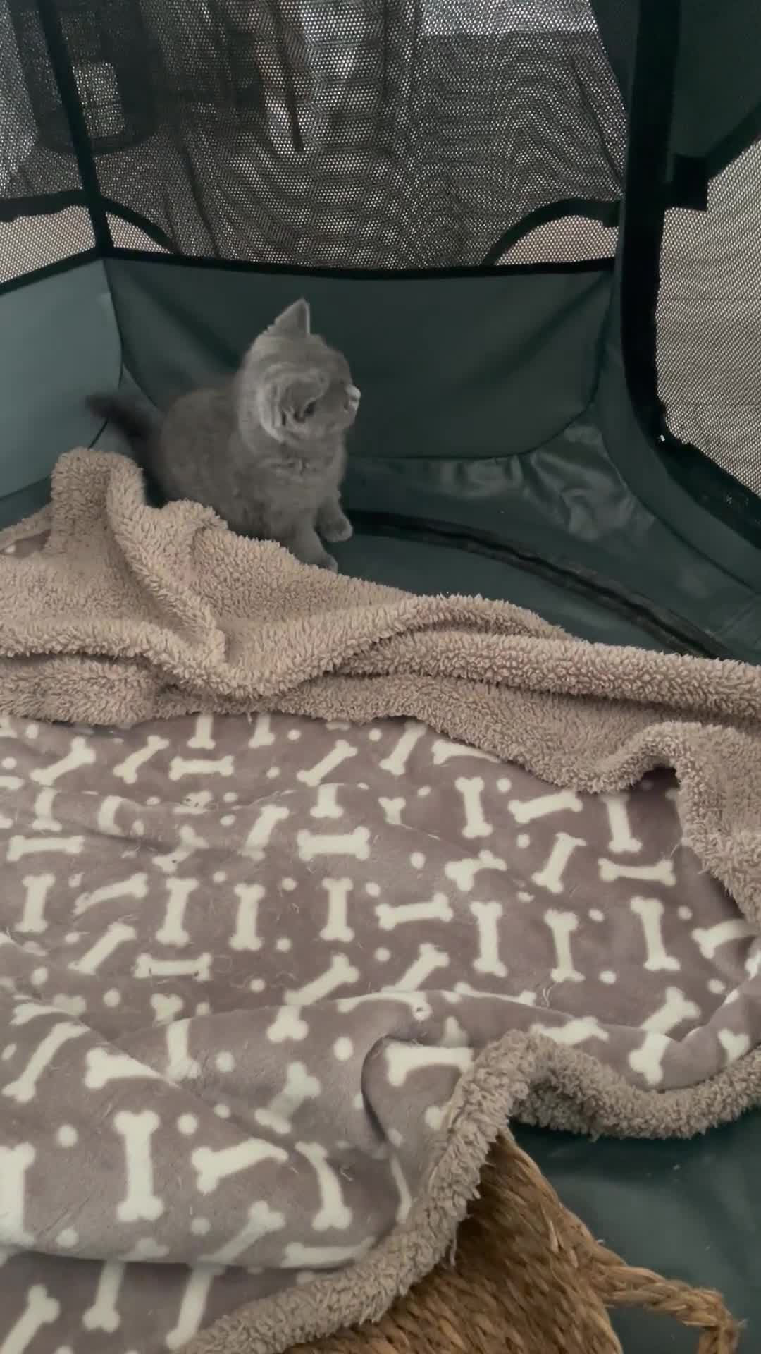 British Shorthair cats for sale: Gccf bsh male  🔥 champion blood lines 🔥 - Video 1