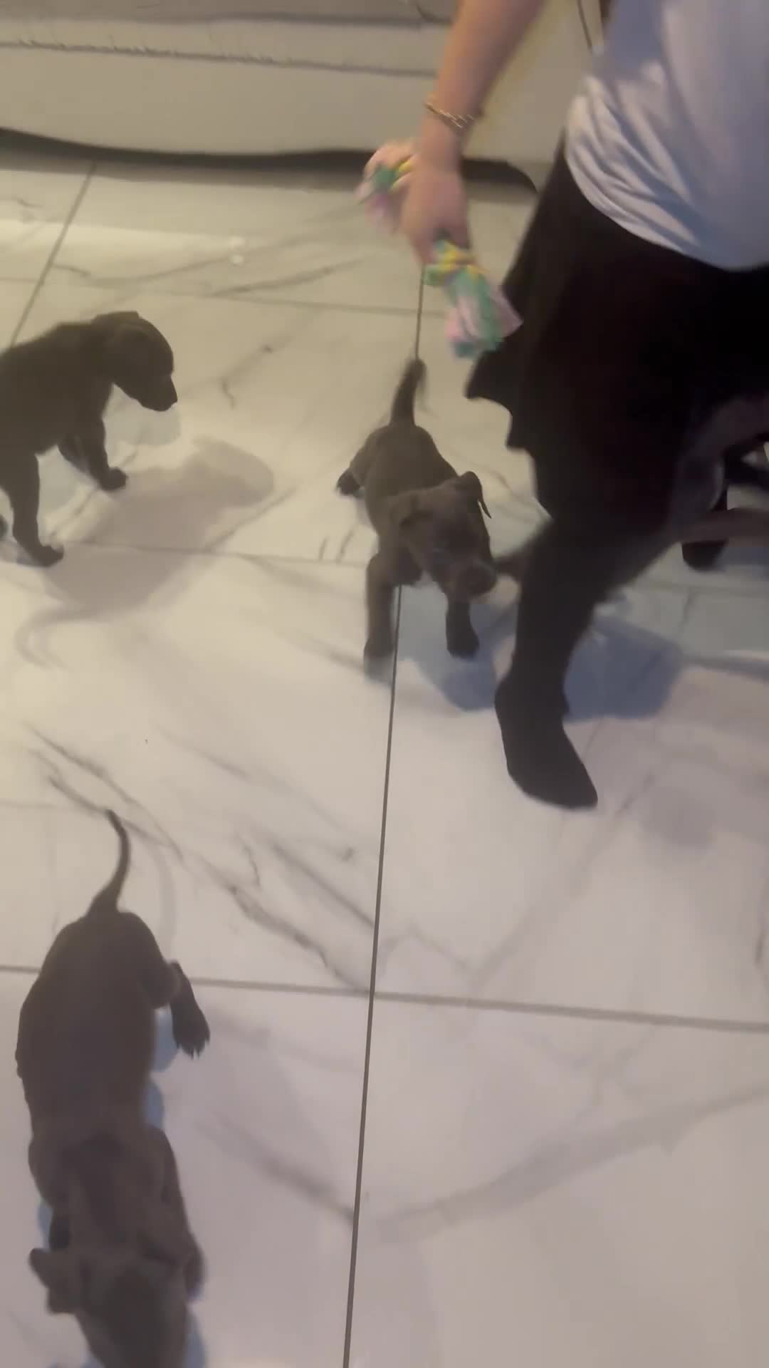 Cane Corso dogs for sale: Outstanding cane corso pups 🐶  - Video 1