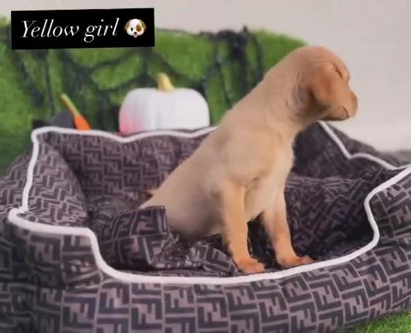 Labrador Retriever dogs for sale: Labrador pups  - Video 3