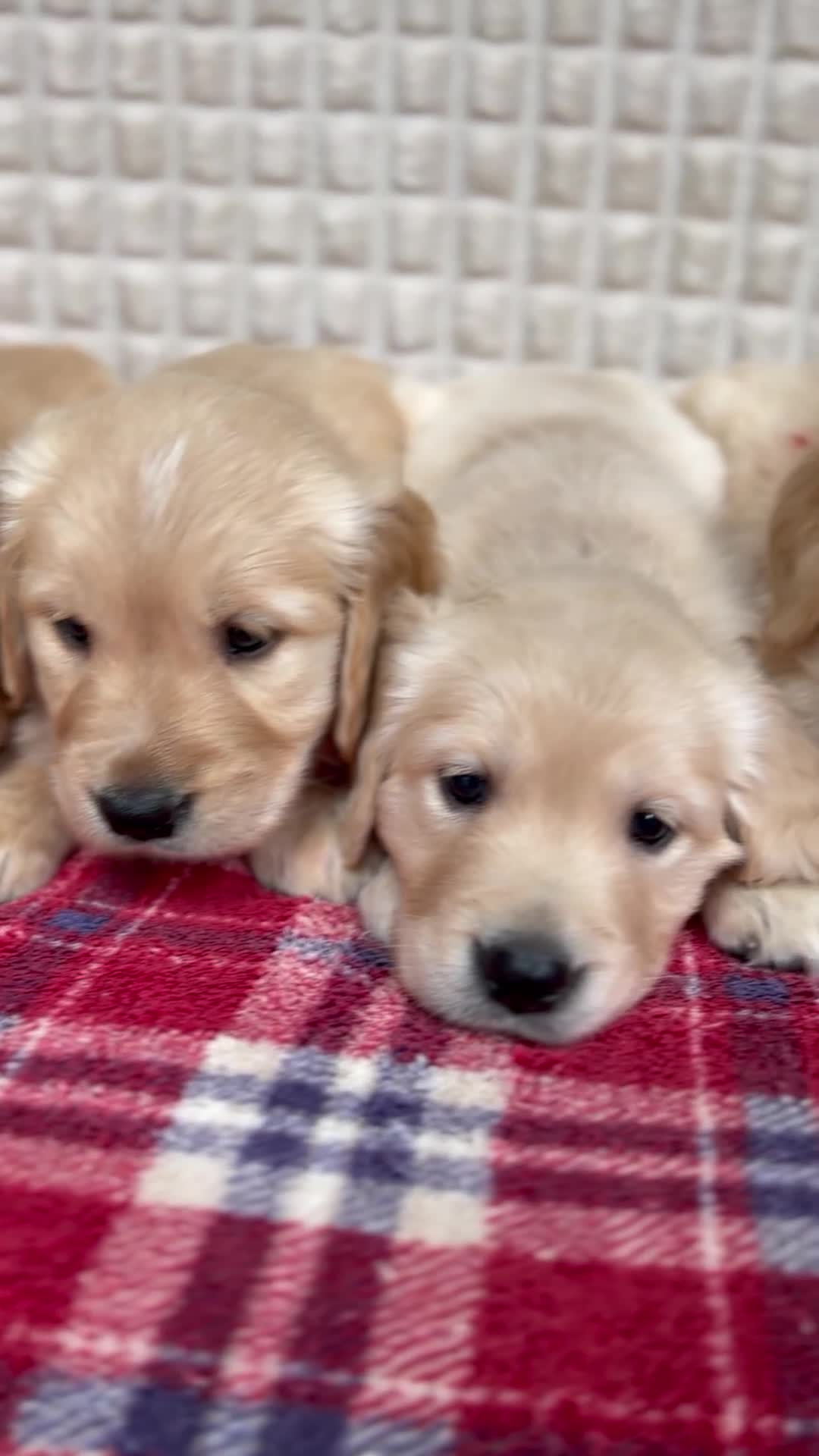 Golden Retriever dogs for sale: GORGEOUS GOLDEN RETRIEVER PUPPIES  in Carmarthen - Video 2